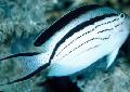 Photo Aquarium Lamarcks Angelfish characteristics and care