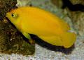 Photo Aquarium Yellow Angelfish characteristics and care