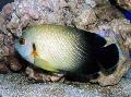 Photo Aquarium Half Black Angelfish characteristics and care