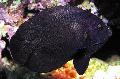 Aquarium Fishes Black Nox Angelfish, Midnight Angelfish Photo