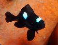 Aquarium Fishes Three Spot Domino Damselfish Photo