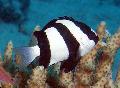 Photo Three Stripe Damselfish characteristics
