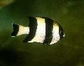 Aquarium Fishes Four Stripe Damselfish Photo