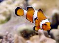 Photo Aquarium Ocellaris Clownfish characteristics and care