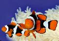 Photo Aquarium True Percula Clownfish characteristics and care
