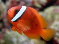 Photo Aquarium Tomato Clownfish characteristics and care