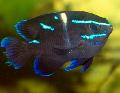 Foto Aquarium Blue Velvet Damselfish Merkmale und kümmern