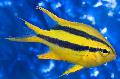 Aquarium Fishes Blackmouth Bicolor Chromis Photo