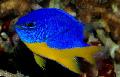 Foto Aquarium Azur Damselfish Merkmale und kümmern