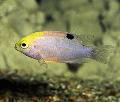 Aquarium Fishes Talbot's Damselfish Photo
