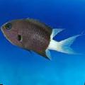   Black Aquarium Fish Chromis Photo