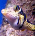 Aquarium Fishes Saddle Valentini Puffer Photo