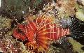 Photo Aquarium Mombasa Lionfish characteristics and care