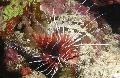 Foto Aquarium Radiata Rotfeuerfisch Merkmale und kümmern