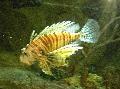   črtasto Akvarijske Ribice Volitan Lionfish / Pterois volitans fotografija