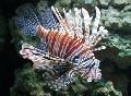 Aquarium Fishes Volitan Lionfish Photo