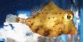 Photo Aquarium Yellow Boxfish characteristics and care