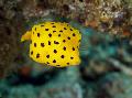 Photo Aquarium Cubicus Boxfish les caractéristiques et un soins