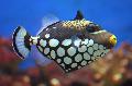 Photo Aquarium Clown Triggerfish characteristics and care