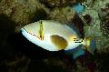 Photo Aquarium Bursa Triggerfish characteristics and care
