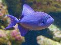 Photo Aquarium Niger Triggerfish, Red Tooth Triggerfish characteristics and care