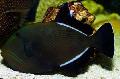 Les Poissons d'Aquarium Hawaïen Balistes Noir Photo