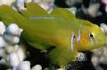 Aquarium Fishes Citron Clown Goby Photo
