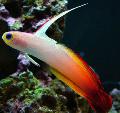 Photo Aquarium Firefish les caractéristiques et un soins