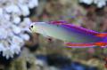 Aquarium Fishes Purple FireFish, Decorated Dartfish Photo