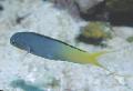 Aquarium Fishes Forktail Blenny, Yellowtail Fangblenny Photo
