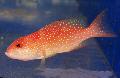 Aquarium Fishes Red Louti Grouper Photo