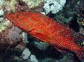 Foto Aquarium Miniatus Zackenbarsch, Zackenbarsch Korallen Merkmale und kümmern