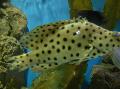   пятнистый Аквариумные Рыбки Групер леопардовый / Cromileptes altivelis Фото