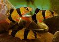 Aquarium Fishes Clown loach Photo