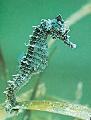 Photo Aquarium Black Seahorse characteristics and care