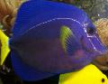 Photo Aquarium Purple Tang characteristics and care