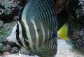 Aquarium Fishes Sailfin Tang Photo