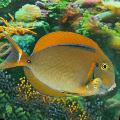 Aquarium Fishes Black Spot Tang Photo