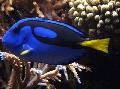 Les Poissons d'Aquarium Ventre Jaune Regal Tang Bleu Photo