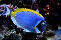 Foto Aquarium Taubenblaues Tang Merkmale und kümmern