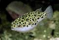 Aquarium Fishes Spotted Green Puffer Fish Photo