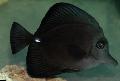 Aquarium Fishes Black Tang Photo