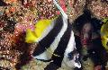 Aquarium Fishes Heniochus Black & White Butterflyfish Photo