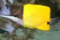 Aquarium Fishes Yellow Longnose Butterflyfish Photo