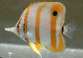 Aquarium Fishes Copperband Butterflyfish Photo