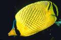 Aquarium Fishes Latticed Butterflyfish Photo