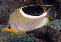 Photo Aquarium Saddleback Butterflyfish characteristics and care