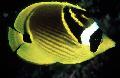Photo Aquarium Raccoon Butterflyfish characteristics and care