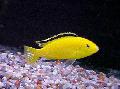 Foto Aquarium Elektro Gelben Buntbarsch Merkmale und kümmern