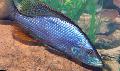 Aquarium Fische Compressiceps Cichlid, Malawi Augenpartie Foto